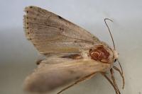 Hoplodrina respersa