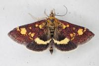 Pyrausta aurata