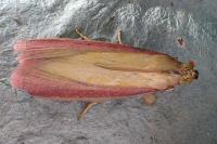 Oncocera semirubella