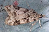 Eudonia delunella