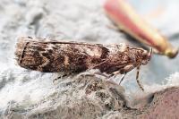 Dioryctria abietella