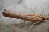 Pediasia contaminella