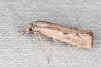 Agriphila geniculea