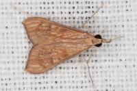 Antigastra catalaunalis