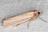 Oncocera semirubella