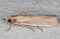 Oncocera semirubella