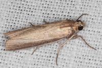 Oncocera semirubella