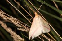 Rhodometra sacraria