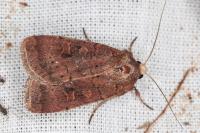 Xestia xanthographa