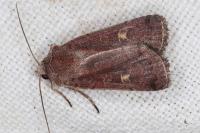 Xestia xanthographa