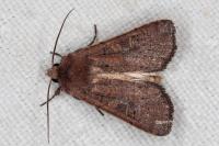 Xestia xanthographa