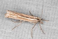 Ancylolomia tentaculella / disparalis