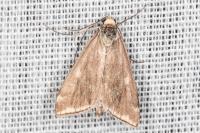 Loxostege sticticalis