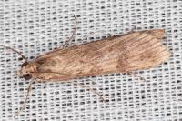 Nomophila noctuella