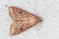 Udea ferrugalis