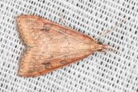 Udea ferrugalis