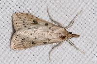 Udea numeralis