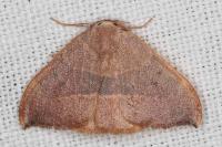 Watsonalla uncinula