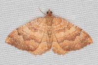 Camptogramma bilineata