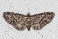 Eupithecia inturbata