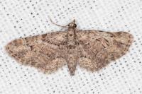 Gymnoscelis rufifasciata