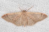 Idaea degeneraria