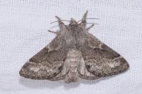 Trichiura crataegi