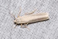 Indalia uniola