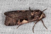 Xestia c-nigrum