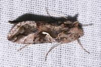 Autographa gamma
