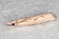 Agriphila geniculea