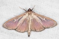 Cydalima perspectalis