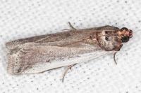 Denticera divisella