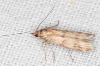 Homoeosoma sinuella