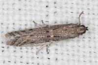Phycitodes inquinatella