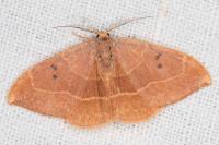 Watsonalla binaria