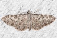 Eupithecia semigraphata