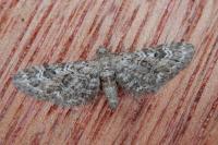 Eupithecia nanata