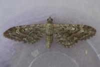 Eupithecia nanata