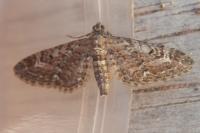 Eupithecia nanata