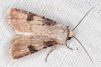 Agrotis puta