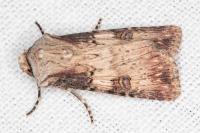 Agrotis puta