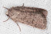 Caradrina flavirena