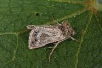Thysanoplusia daubei