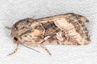 Luperina dumerilii