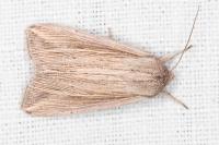Mythimna riparia