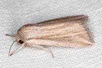 Mythimna riparia