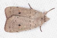 Xestia castanea