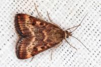 Pyrausta despicata