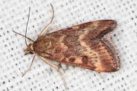 Pyrausta despicata